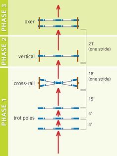 Gymnastic jumping exercises are beneficial for both horse and rider. For myself, this exercise helps my eye, position, and straightness. For the horse, it improves flexibility, strength, and coordination. I like putting the trot poles in first, to make them be patient for the cross rail, then build up to a vertical, and lastly an oxer :) you can put a two stride in there as well. #schoolingsecrets Horse Jumping Exercises, Riding Ideas, Jumping Exercises, Horse Training Exercises, Horse Lessons, Horse Exercises, Horse Riding Tips, Horse Training Tips, Horse And Rider