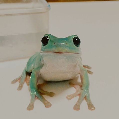 Frog Aesthetic, Fascinating Facts, Green Frog, Amphibians, Frogs, Facts About, Water, Green, Animals