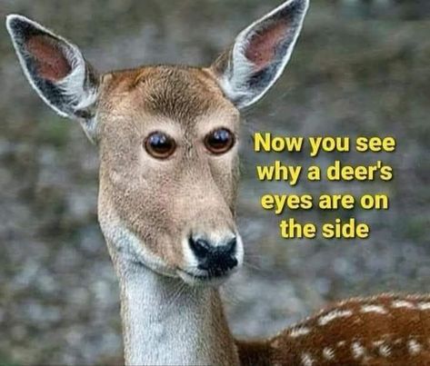 Funny Deer Pictures, Deer Hunting Memes, Hunting Jokes, Deer Eyes, Funny Deer, Deer Pictures, Deer Hunting, Hunting, Deer