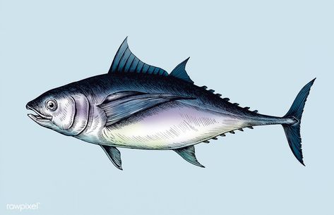 Hand drawn tuna fish | free image by rawpixel.com Tuna Fish Drawing, Cartoon Goldfish, Fish Banner, Fish Reference, Fish Sketch, Tuna Fishing, Drawn Fish, Pyrography Patterns, Fish Icon