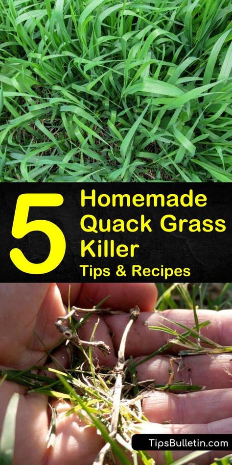 Grass Killer For Flower Beds, Grass Killer Diy, How To Kill Grass In Flower Beds, Natural Grass Killer, Grow Grass Fast, Lawn Care Diy, Kill Grass, Best Grass Seed, Kill Weeds Naturally