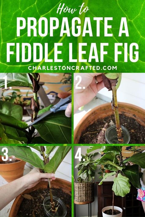 Ficus Lyrata Propagation, Propagating Fiddle Leaf Fig, Fig Plants, Fiddle Leaf Fig Care, Fiddle Fig Tree, Fiddle Leaf Fig Plant, Fiddle Leaf Tree, Rainy Summer, Plants Care