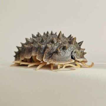 Carim Nahaboo no Twitter: "Spiny isopod custom I made using one of the smaller Dangomushi Woodlice from Bandai Japan 🙌🏼 I couldn't help myself https://t.co/ENw8IZ1Afo" / Twitter Rubber Duck Isopod, Isopod Pfp, Isopod Species, Cute Isopod, Isopod Art, Giant Isopod, Woodlice, Pill Bug, Reptile Room