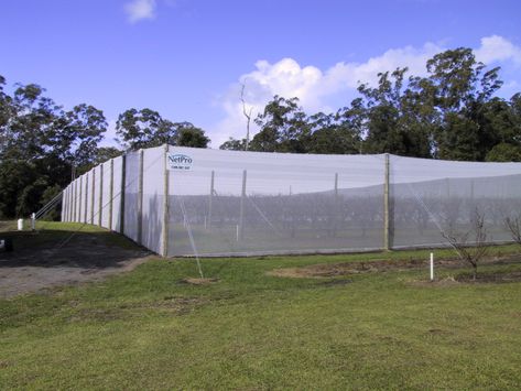 Fruit fly Net Covered Enclosure. Fruit Fly Net excludes Fruit fly. Saving fruit and vegetables for the growers enjoyment. Orchard Netting, Orchard Design, Bird Netting, Crop Protection, Fruit Fly, Garden Netting, Crop Production, Canopy Design, Fruit Flies