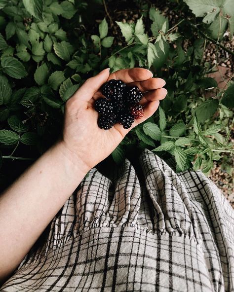 Taryn on Instagram: “Worth the multitude of cuts from thorns and the burr stickers in my socks? I’m undecided 🤔 But I could never pass up an opportunity to…” Dream Homestead, Blackberry Bramble, Blackberry Picking, Good Image, Blackberry Farms, Smell Of Rain, Berry Good, Types Of Herbs, Dream Jobs