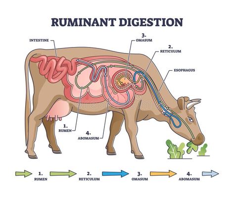 Ruminant digestion system with inner digestive structure outline diagram. Labeled educational scheme with rumen, reticulum, omasum and abomasum process stages vector illustration Ruminant Digestive System, Cow Digestive System, Ruminant Animals, Stomach Diagram, Cow Anatomy, Digestive System Diagram, Cow Eating, Vet School Motivation, Gado Leiteiro