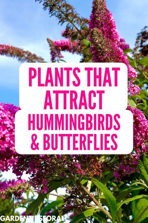 What Attracts Hummingbirds, Flowers That Attract Hummingbirds And Butterflies, Butterfly Gardens Perennials, Butterfly Attracting Plants, Hummingbird Attracting Flowers, Flowers For Hummingbirds And Butterflies, Hummingbird Planter Ideas, Butterfly Plants Perennials, Hummingbird Garden Ideas