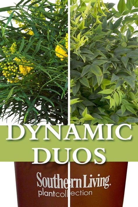 Soft Caress Mahonia, Lemon Lime Nandina, Southern Living Plant Collection, Fish Pond Gardens, Southern Living Plants, Dynamic Duos, Planter Ideas, Spring Landscape, Plant Combinations