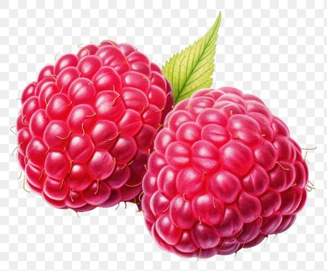 Aesthetic Berries, Paint Illustration, Raspberry Fruit, Fruit Plants, Plant Food, Free Image, Blackberry, Textured Background, Raspberry