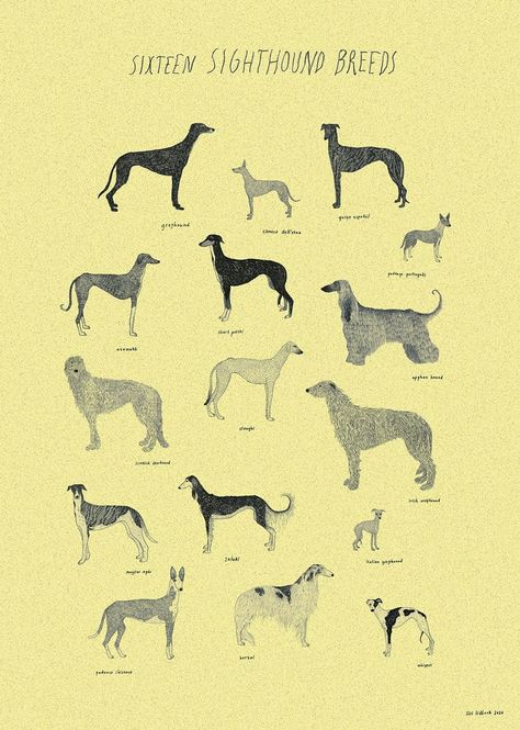 Italian Greyhound Illustration, Greyhound Dog Illustration, Italian Greyhound Art, Dog Breed Poster, Vintage Greyhound Illustration, Whippet Terrier Cross, Saluki Dogs, Greyhound Sitting, Ibizan Hound