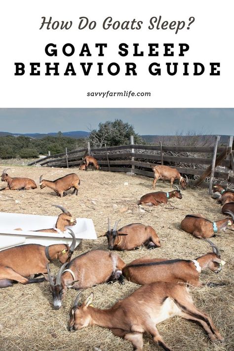 How often do goats sleep? How long do goats sleep for? How does sleep affect your goat's attitude? Sleep is important to any animal! To learn more about how goats sleep, visit this article! Goat Bedding Ideas, Goat Sleeping, Goat Fence, Sleep Is Important, Goat Milking, Raising Ducks, Homesteading Ideas, Goat Yoga, Raising Goats