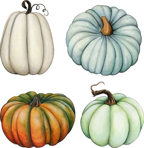 Vector watercolor hand drawn realistic p... | Premium Vector #Freepik #vector #watercolor-pumpkin #pumpkin #gourd #pumpkin-background Fall Canvas Painting, Pumpkin Images, Pumpkin Vector, Pumpkin Clipart, Pumpkin Carving Templates, Watercolor Pumpkins, Fall Watercolor, Pumpkin Painting, Pumpkin Colors