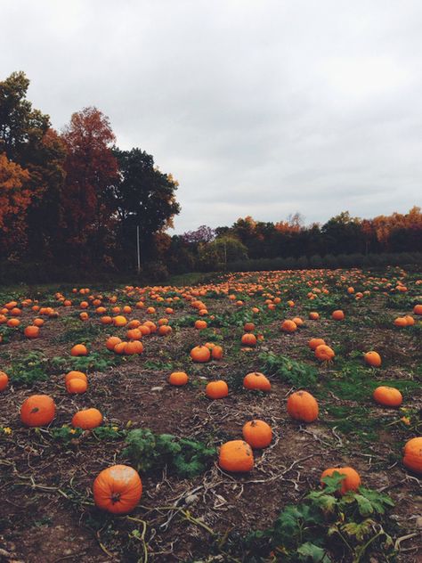 Image discovered by Justice. Find images and videos about autumn, fall and cold on We Heart It - the app to get lost in what you love. Cranberry Fluff, Pumpkin Field, Pumpkin Patch Pictures, Pumpkin Patch Sign, Pumpkin Farm, Holiday Side Dishes, Best Pumpkin, Autumn Scenery, Autumn Aesthetic