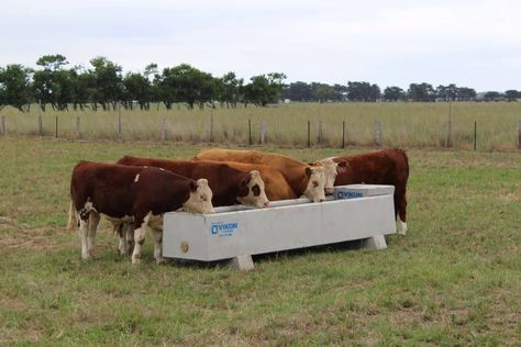 Cattle Water Trough, Feed Trough, Cattle Feed, Smooth Concrete, Water Trough, Concrete Products, Concrete Finish, Precast Concrete, Steel Mesh