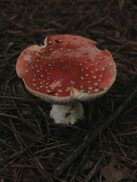 #red #mushroom #toadstool #forest #woods #magic #fairy #fairycore #aesthetic #witch #witchy #cottage #cottagecore #autumn Toadstool Aesthetic, Red Mushrooms, Mushroom Witch Aesthetic, Witch Aesthetic Red, Red Fairy, Red Fairy Aesthetic, Red Aesthetic Cottagecore, Fairy Core Mushroom, Red Mushroom Aesthetic