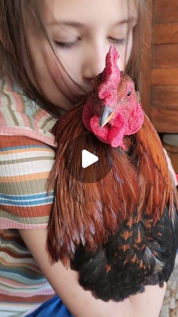 Sarah Chitwood | Sewing with Chickens on Instagram: "Our Honey the Roo ❤️  #petchickens #petchicken #petrooster #ilovechickens #backyardchickens #chickenlove #chickensmakemehappy #crazychickenlady #roosterlove #happychickens" Chicken Videos Funny, Funny Chicken Videos, Sarah Chitwood, Caleb Hearn, Chicken Videos, Funny Chickens, Crazy Chicken, Crazy Chicken Lady, Chicken Lady