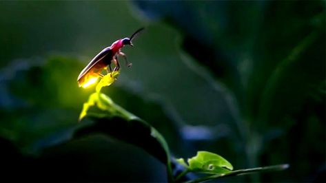 An enigmatic short story, by Michele, as a tribute to Tagore, a Special Feature, exclusively for Different Truths. “I really cannot understand,” her fingers pounded out on the keypad, “why you do n… Huntsville Botanical Gardens, Light Pollution, Tree Hugger, Bugs And Insects, Secret Life, Light Show, Science And Nature, Firefly, Light And Shadow