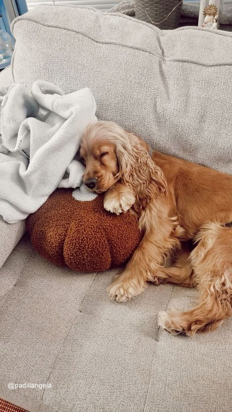 Cute Cocker Spaniel Puppies, Cozy Puppy Aesthetic, Cokers Spaniel, Golden Cocker Spaniel Puppies, Red Cocker Spaniel, Show Cocker Spaniel, Friendship Moments, White Cocker Spaniel, Sleeping Puppy