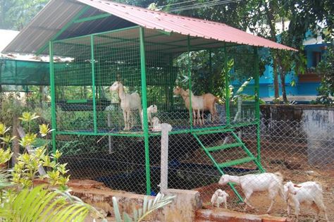 The easy to dismantle & re-assemble goat cage. Goat Shed Ideas, Goat Houses, Kids Shed, Shed Design Plans, Pygmy Goats, Goat Shed, Goat Shelter, Goat House, Feeding Goats