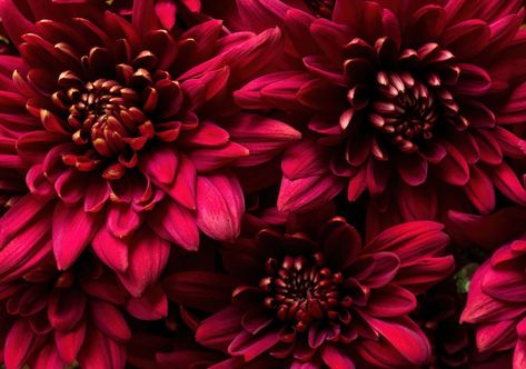 15 Beautiful Mum Colors to Look for This Fall (Including Rare Ones) Mum Colors, Mums Flowers, Fall Flower Arrangements, Fall Flower, Home Porch, Garden Stuff, Fall Flowers, Study Guide, Tri Color