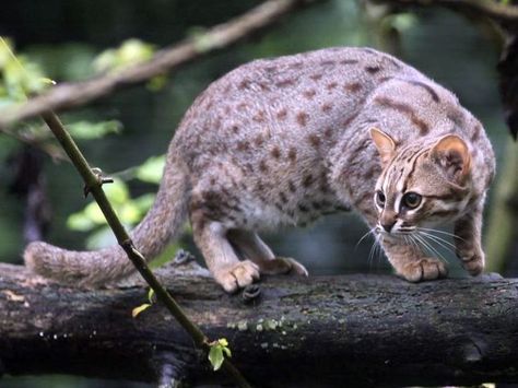 rusty spotted cat drawing Rusty Spotted Cat, Cat Habitat, Cat Therian, Spotted Cat, Cat Pfp, Types Of Cats, Cat Baby, Cat Cute, Cat Aesthetic