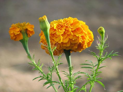 Cempazuchitl by Ani Carrington, via Flickr Growing Marigolds, Marigold Flowers, Mexican Flowers, Mosquito Repelling Plants, Flower Guide, Flower Meanings, Marigold Flower, Master Gardener, Gardening Advice