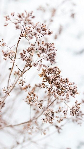 Yellow flowers iphone wallpaper background, | Premium Photo - rawpixel Flowers Iphone Wallpaper, Dead Flowers, Iphone Wallpaper Winter, Wallpaper Winter, Flower Texture, Wallpaper Flower, Flower Iphone Wallpaper, Winter Background, Background Beautiful