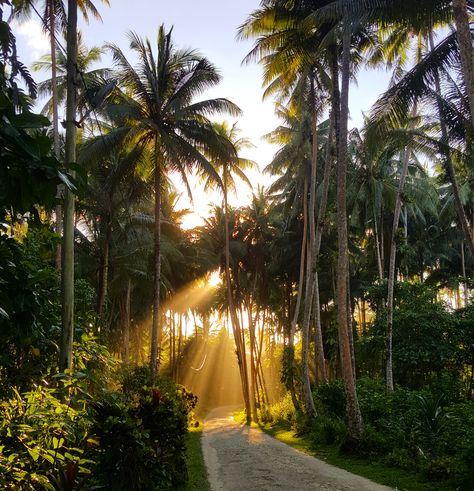 Coconut Girl Aesthetic Outfits, New Ireland Province, Coconut Farm, Coconut Aesthetic, Aesthetic Coconut Girl, Girl Aesthetic Outfits, Earth Photo, Aesthetic Coconut, Coconut Girl Aesthetic