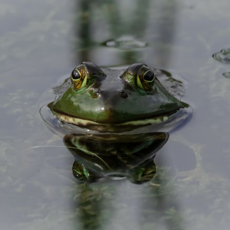 Frog in the pond at Britannia Conservation Area in Ottawa, Ontario Canada #frog #bullfrog #amphibian #animal #nature #water #aquadic #photo #photogragher Bayou Aesthetic, Frog In Water, Frog And Toad Aesthetic, Frog In Pond, Toad Aesthetic, Sheep Tattoo, Frog Pictures, Ice Bath, Green Bubble