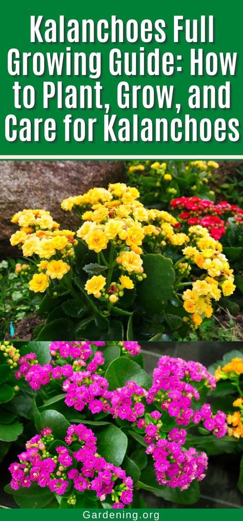 Kalanchoe Plant Care, Kalanchoe Flowers, Succulent Garden Indoor, Succulent Garden Design, Plant Hacks, Gardening Flowers, Plant Information, Succulent Care, Flower Gardens