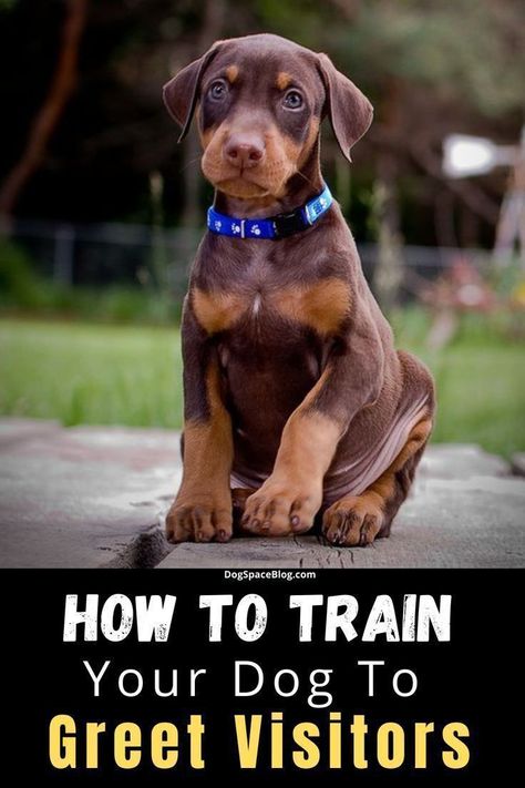 Animal Treats, Dogs Stuff, Dog Behavior Problems, Therapy Dog, Dog Training Advice, Dog Brain, Dog Training Techniques, Dog Tips, Best Dog Training