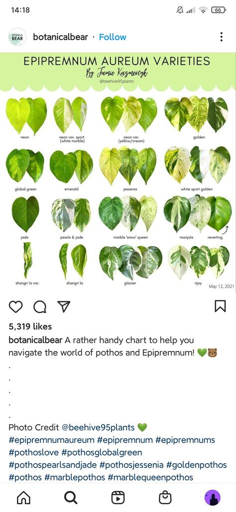 Snow Queen Pothos Care, Snow Queen Pothos, Plants Wishlist, Marble Queen Pothos, Golden Pothos, Fairy Homes, Crazy Plant Lady, Greenhouse Gardening, Yellow Cream