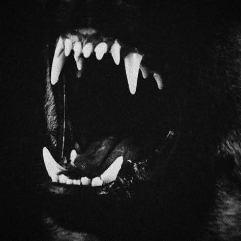 Claws Aesthetic, She Wolf, Art Disney, Sirius Black, An Animal, Black Aesthetic, Teen Wolf, Dark Aesthetic, Animal Kingdom