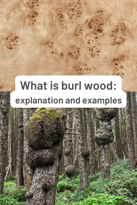 If you like the usage of solid wood in home interiors, you will surely get excited by this special type: burl wood. In this article, we provide some insights of burl wood and show some examples how it can be used in design and furniture making - also, we take a look at our burl nightstands (one of our most exciting floating nightstand projects!). Tree Burl, Wood Burl, Walnut Burl, Burl Wood, Burled Wood, Home Interiors, Get Excited, Floating Nightstand, In Design