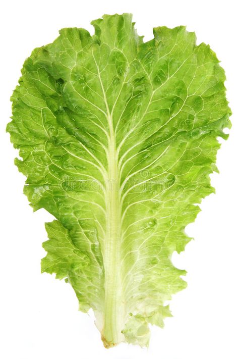 Lettuce leaf. Closeup view isolated on white background , #Ad, #Closeup, #leaf, #Lettuce, #view, #background #ad Painted Garden Rocks, Tattoo Plant, Vegetable Pictures, Pencil Drawings For Beginners, Photo Elements, Noodle Bar, Rainbow Fruit, Leaf Clipart, Fruit Photography