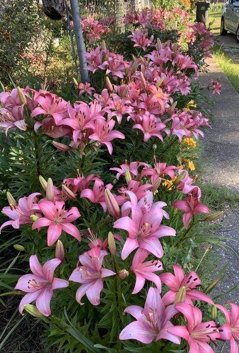 The lilies on sidewalk outside my yard.  It’s available for sale for $10 each bulb plus shipping. Lily Flower Bed, Asian Lily, Garden Lilies, Lilies Garden, Lilly Garden, Asian Lilies, Lily Plant, Side Walk, Pink Lilies