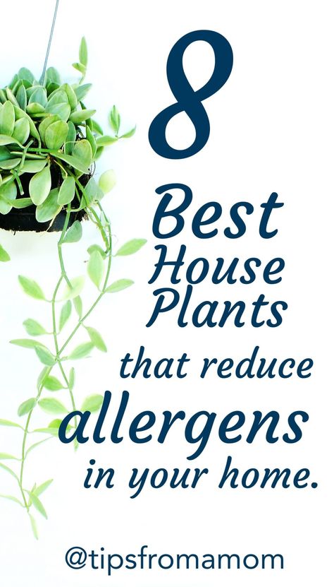 8 Best House Plants That Reduce Allergens In Your Home - Tips from a Typical Mom Plants That Filter Indoor Air, Best Home Plants For Your Health, Indoor Plants Air Purifying, Best Plants For Inside The House, Edible House Plants, House Plants Decor Bedroom, Air Cleaning House Plants, Indoor Plants Ideas Decor, Air Filtering Plants