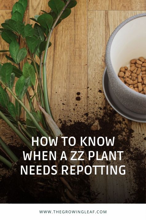 Is your ZZ plant looking a bit cramped in its current pot? It might be time to repot it! Repotting your ZZ plant can help it grow larger and healthier. Want to learn more about when and how to repot your ZZ plant? Check out our guide. From selecting the right soil to choosing the perfect pot, this article has everything you need to know. Don't wait, give your ZZ plant the space it needs to thrive and check out this helpful guide today! #ZZplantcare #repotting #planttips #greenthumb #homedecor How To Repot A Zz Plant, Large Zz Plant, Z Plant, Zz Plant Care, Zamioculcas Zamiifolia, Zz Plant, Liquid Fertilizer, Farm Stand, Replant