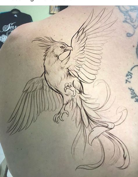 Phoenix Drawings Sketches, Phoenix Pencil Drawing, Phoenix Ink Drawing, Japanese Phoenix And Dragon Tattoo, Pheonix Sketch Pencil, Neo Traditional Phoenix Tattoo Design, Pheonix Drawing Pencil, Realistic Phoenix Drawing, Phoenix Sketch Drawing