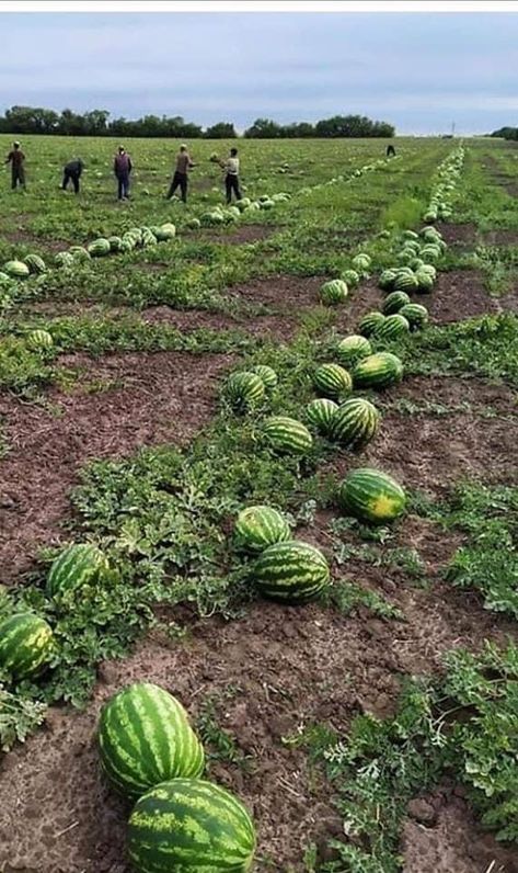 Fall Season Pictures, Types Of Farming, Indoor Farming, Watermelon Drink, Hydroponic Farming, Farm Layout, Farm Lifestyle, Fruit Seeds, House Plants Decor