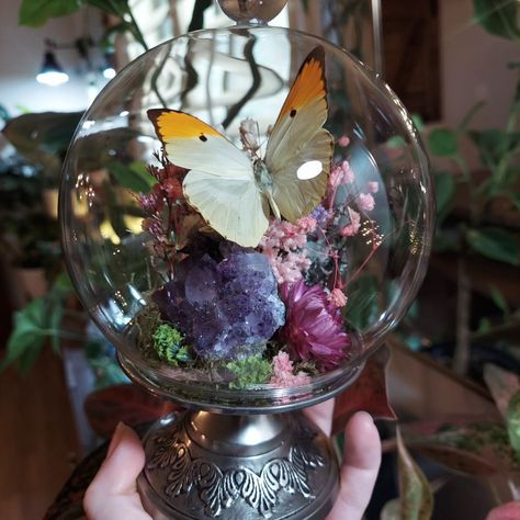 ✨️A couple of simple butterfly terrariums ✨️ Made with repurposed candle stick holders for an extra little charm 😊 Made these a while ago, but I thought they deserved a post! . . . . . #insecttaxidermy #driedflowers #entomologyart #flowerart #insectart #vintagedecor #terrariumart #butterflies #butterflyart #witchyvibes #witchyaesthetic #vintagestyle #vultureculture #macabre #oddities #curiosities #victoriandecor #weirdart #gothicstyle #goblincore #goth #cottagecore #moodydecor #darkacademi... Goblincore Goth, Repurposed Candle Sticks, Entomology Art, Goth Cottagecore, Insect Taxidermy, Moody Decor, Candle Stick Holders, Simple Butterfly, Vulture Culture