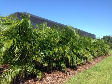 Areca palms make a great privacy screen when planted as a 'hedge row'. They have a maximum height of around 20' tall and form dense clumps. These palms need the consistent fertilization to keep from developing a yellowish appearance. PalmBoss provides fertilization services specific for palm trees that maintains their lush /green appearance. Plants Around Pool, Hedges Landscaping, Dypsis Lutescens, Landscaping Around Pool, Colorful Shrubs, Palm Tree Pictures, Palm Trees Landscaping, Leyland Cypress, Florida Landscaping