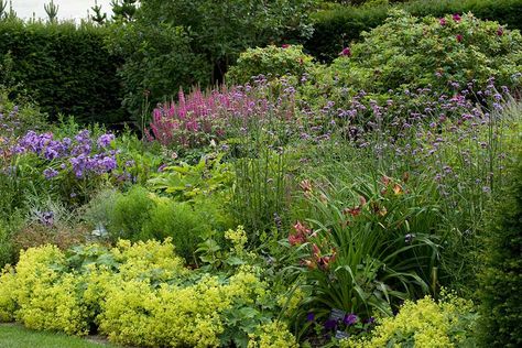 How to grow perennial plants  / RHS Gardening Cheap Plants, Rock Garden Plants, Buy Plants Online, Perennial Border, Garden Compost, Tiny Plants, School Garden, Herbaceous Perennials, Hardy Perennials