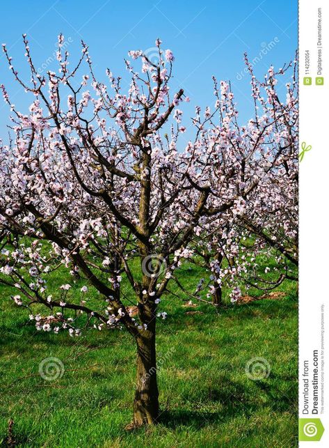 Apricot Tree In Bloom stock photo ... Apricot Tree Drawing, Apricot Tree Illustration, Apricot Tree Flowers, Almond Tree Blossom, Apricot Blossom, Apricot Tree, Plant Garden, Olive Gardens, Olive Garden