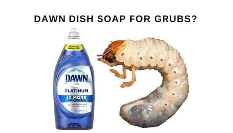 You can control grubs using a commercial grub killer or a homemade recipe such as dawn dish soap. If the infestation is not extensive, you can use some simple Planter Ladder, Grub Worms, Japanese Beetle, Bug Spray Recipe, Butterfly Feeder, Lawn Care Schedule, Plant Maintenance, Bug Killer, Garden Window