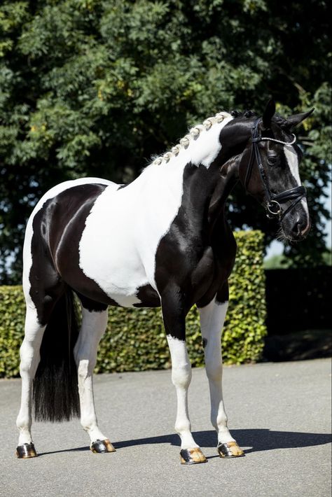 Black Dutch Warmblood, Paint Warmblood, Tobiano Warmblood, Dutch Warmblood Horse, Piebald Horse, Kwpn Horse, Cheval Pie, Pinto Horses, Black And White Horse