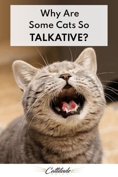 Cat Spirit Animal, Cat Questions, Cat Behavior Facts, Cat Behavior Problems, Cat Communication, Cat Advice, Cat Spirit, Chatty Cathy, Cat Crying