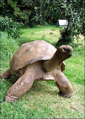 St Helena Island, UK -- Jonathan, a Giant Land Tortoise, the sole survivor of three tortoises that arrived on St Helena Island in 1882, has at least 176 yrs , setting the world record for the Oldest living animal.    The Guinness world record for the oldest living creature is the Triops cancriformis, or tadpole shrimps, which are said to be the oldest pedigree of any living creature and fossil evidence suggests that they have hardly changed in the 200 million years they have existed. Land Turtle, Land Turtles, Tortoise House, Saint Helena Island, Giant Tortoise, What Kind Of Dog, Cute Reptiles, Tortoise Turtle, St Helena