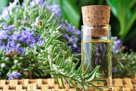 GREAT essential oil diy hair growth recipes!  http://essentialoilsanctuary.com/9-essential-oils-for-hair-growth-plus-3-mixtures-application-tips/ Rosemary Oil For Hair, Rosemary Essential Oil, Home Remedies For Acne, Home Remedies For Hair, Essential Oils For Hair, Rosemary Oil, Oil Benefits, Best Essential Oils, Essential Oils Rosemary