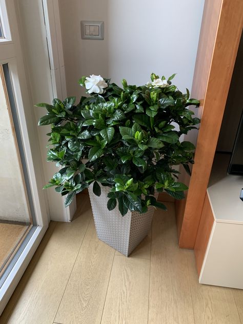 Gardenia Plant Indoor, Gardenia Indoor, Gardenia Tree, Growing Jasmine, Indoor Jasmine, Gardenia Trees, Gardenia Jasminoides, Gardenia Plant, Gardens Of Babylon